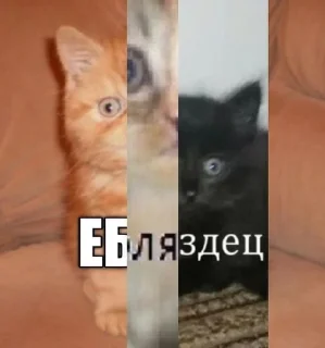 Sticker from ебанутость ч1 :: @freedesktoporg