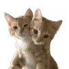 💞 emoji VPN 👉 @gptVPNrbot Telegram sticker 14 of 146