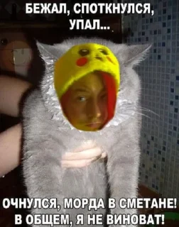 Sticker from Мемы с котами