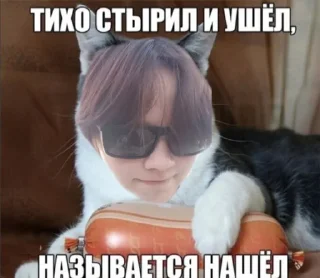 Sticker from Мемы с котами