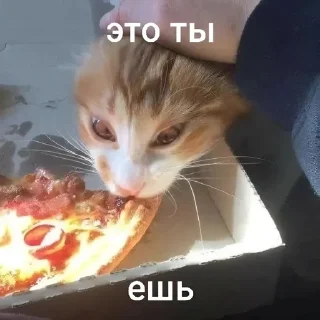 Sticker from котики=ты