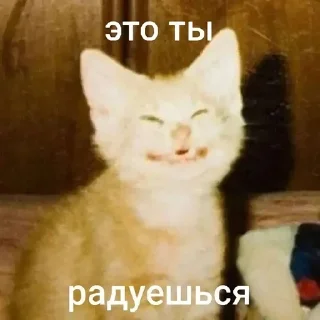 Sticker from котики=ты