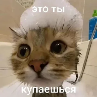 Sticker from котики=ты