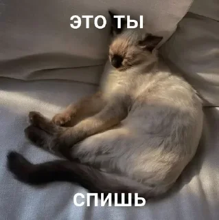 Sticker from котики=ты