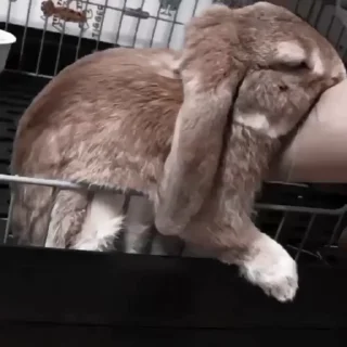 Sticker from Rabbits @TVstickers