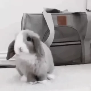 Sticker from Rabbits @TVstickers