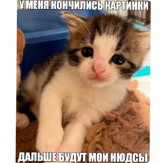 😼 emoji Еврейские котики Telegram sticker 10 of 61