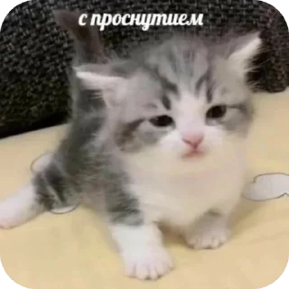 ☀ emoji Еврейские котики Telegram sticker 8 of 61