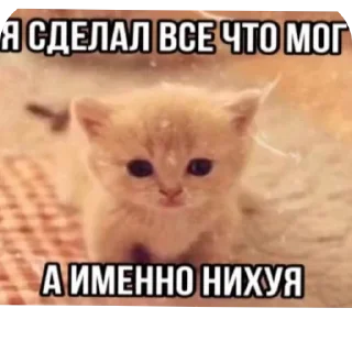 🐱 emoji Еврейские котики Telegram sticker 14 of 61