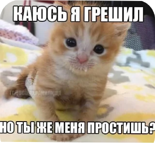 🥰 emoji Еврейские котики Telegram sticker 22 of 61