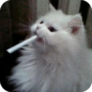 🐱 emoji Еврейские котики Telegram sticker 19 of 61