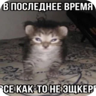 🐱 emoji Еврейские котики Telegram sticker 15 of 61