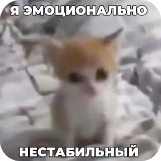 🤪 emoji Еврейские котики Telegram sticker 17 of 61