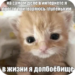 🐱 emoji Еврейские котики Telegram sticker 13 of 61