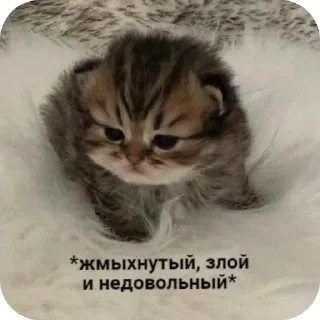 🥲 emoji Еврейские котики Telegram sticker 3 of 61