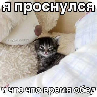 🐱 emoji Еврейские котики Telegram sticker 24 of 61