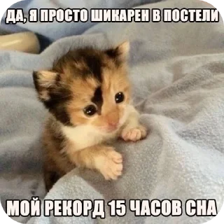 😴 emoji Еврейские котики Telegram sticker 12 of 61
