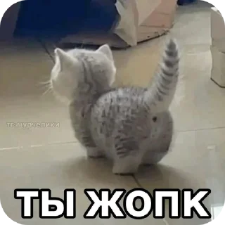🌟 emoji Еврейские котики Telegram sticker 5 of 61
