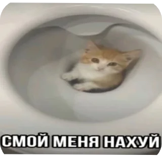 💊 emoji Еврейские котики Telegram sticker 16 of 61