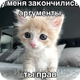 🥰 emoji Еврейские котики Telegram sticker 4 of 61