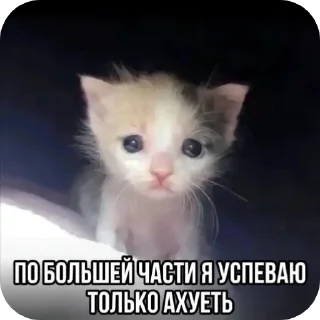 🙁 emoji Еврейские котики Telegram sticker 1 of 61