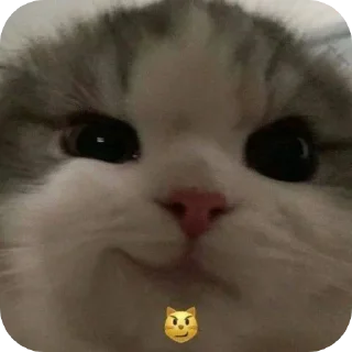 😼 emoji Еврейские котики Telegram sticker 2 of 61