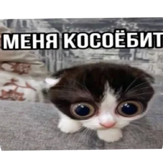 🐱 emoji Еврейские котики Telegram sticker 21 of 61