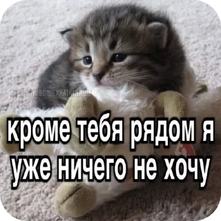 ❤ emoji Еврейские котики Telegram sticker 6 of 61