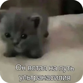 🐱 emoji Еврейские котики Telegram sticker 7 of 61