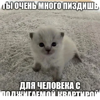 🐱 emoji Еврейские котики Telegram sticker 18 of 61