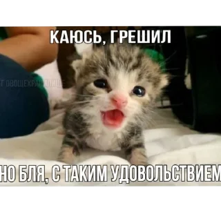 🐱 emoji Еврейские котики Telegram sticker 23 of 61