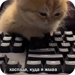 🫠 emoji Еврейские котики Telegram sticker 9 of 61