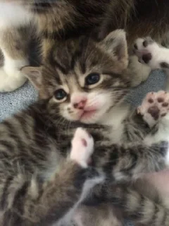 Sticker from котяяяятки
