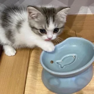 Sticker from котяяяятки