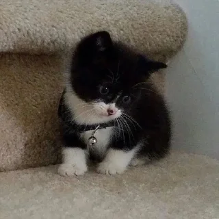 Sticker from котяяяятки