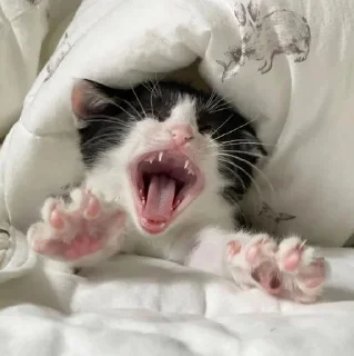 Sticker from котяяяятки