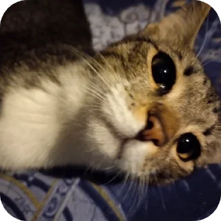 🐱 emoji Части тела скрапи @TgEmodziBot Telegram sticker 14 of 14