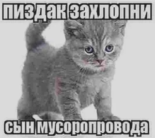 🤭 emoji квакси момент Telegram sticker 8 of 23