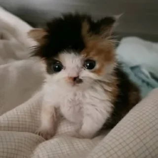 🐱 emoji жизнь котиков 🥰 Telegram sticker 1 of 67