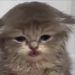 🌟 emoji жизнь котиков 🥰 Telegram sticker 17 of 67