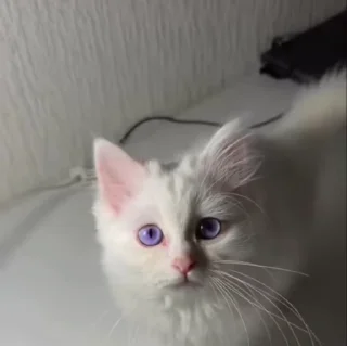 🌟 emoji жизнь котиков 🥰 Telegram sticker 14 of 67