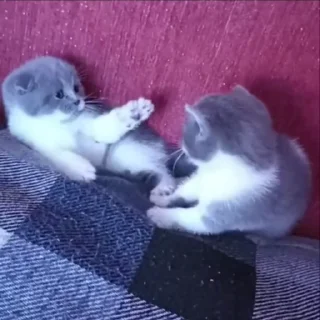 🌟 emoji жизнь котиков 🥰 Telegram sticker 19 of 67