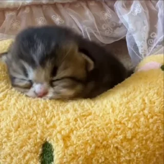 🌟 emoji жизнь котиков 🥰 Telegram sticker 9 of 67