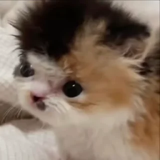 🌟 emoji жизнь котиков 🥰 Telegram sticker 4 of 67