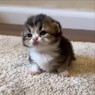 🌟 emoji жизнь котиков 🥰 Telegram sticker 8 of 67