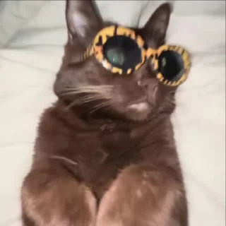 😎 emoji жизнь котиков 🥰 Telegram sticker 7 of 67