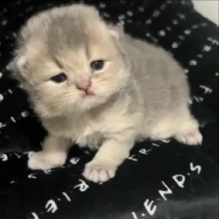 🌟 emoji жизнь котиков 🥰 Telegram sticker 16 of 67