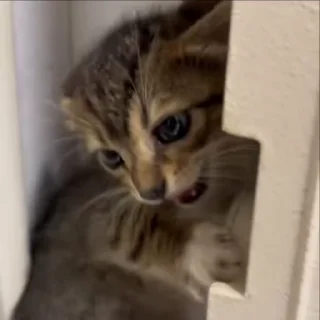 🌟 emoji жизнь котиков 🥰 Telegram sticker 15 of 67