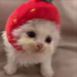 🌟 emoji жизнь котиков 🥰 Telegram sticker 11 of 67