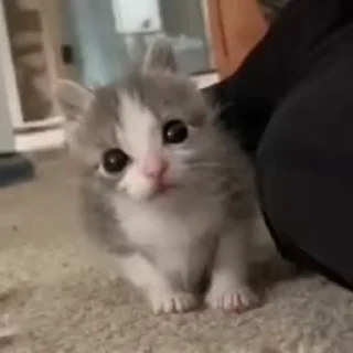 🌟 emoji жизнь котиков 🥰 Telegram sticker 23 of 67